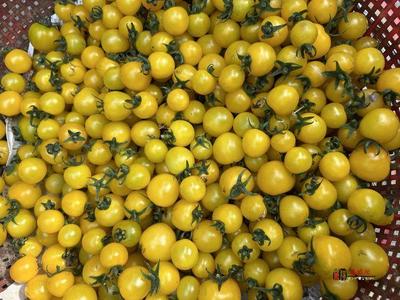 奮進的春天|禮泉縣 打造精品高端果業產區，品牌化種植推動產業轉型升級